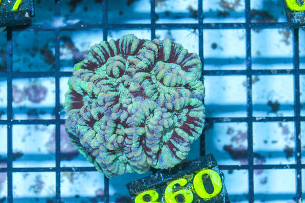 #wholesale_coral# - #saltwater_fish# #saltwater_coral# - #rare corals# - #coralsdepot# - #Corals_Depot# - #live_corals# - #eye-catching-coral# #quality_marine_fish# -#quality-marine# #discoun