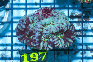 #wholesale_coral# - #saltwater_fish# #saltwater_coral# - #rare corals# - #coralsdepot# - #Corals_Depot# - #live_corals# - #eye-catching-coral# #quality_marine_fish# -#quality-marine# #discoun