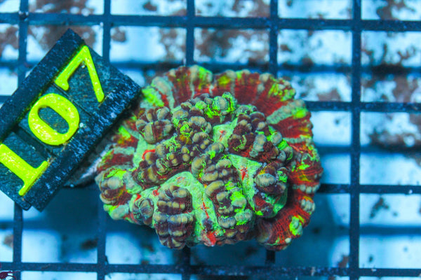 #wholesale_coral# - #saltwater_fish# #saltwater_coral# - #rare corals# - #coralsdepot# - #Corals_Depot# - #live_corals# - #eye-catching-coral# #quality_marine_fish# -#quality-marine# #discoun