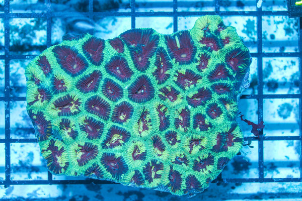 #wholesale_coral# - #saltwater_fish# #saltwater_coral# - #rare corals# - #coralsdepot# - #Corals_Depot# - #live_corals# - #eye-catching-coral# #quality_marine_fish# -#quality-marine# #discoun