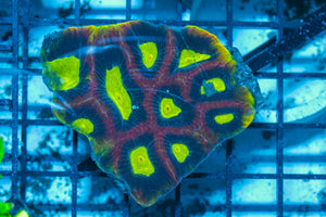 #wholesale_coral# - #saltwater_fish# #saltwater_coral# - #rare corals# - #coralsdepot# - #Corals_Depot# - #live_corals# - #eye-catching-coral# #quality_marine_fish# -#quality-marine# #discoun