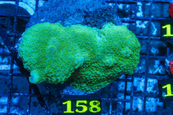 #wholesale_coral# - #saltwater_fish# #saltwater_coral# - #rare corals# - #coralsdepot# - #Corals_Depot# - #live_corals# - #eye-catching-coral# #quality_marine_fish# -#quality-marine# #discoun