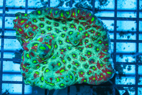 #wholesale_coral# - #saltwater_fish# #saltwater_coral# - #rare corals# - #coralsdepot# - #Corals_Depot# - #live_corals# - #eye-catching-coral# #quality_marine_fish# -#quality-marine# #discoun