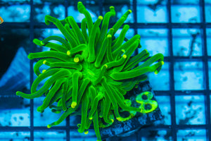 #wholesale_coral# - #saltwater_fish# #saltwater_coral# - #rare corals# - #coralsdepot# - #Corals_Depot# - #live_corals# - #eye-catching-coral# #quality_marine_fish# -#quality-marine# #discoun