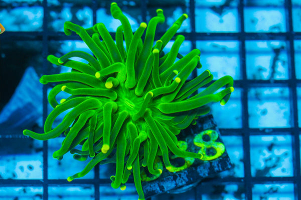 #wholesale_coral# - #saltwater_fish# #saltwater_coral# - #rare corals# - #coralsdepot# - #Corals_Depot# - #live_corals# - #eye-catching-coral# #quality_marine_fish# -#quality-marine# #discoun