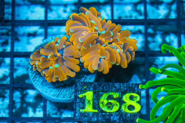 #wholesale_coral# - #saltwater_fish# #saltwater_coral# - #rare corals# - #coralsdepot# - #Corals_Depot# - #live_corals# - #eye-catching-coral# #quality_marine_fish# -#quality-marine# #discoun