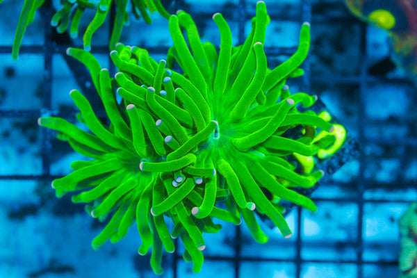 #wholesale_coral# - #saltwater_fish# #saltwater_coral# - #rare corals# - #coralsdepot# - #Corals_Depot# - #live_corals# - #eye-catching-coral# #quality_marine_fish# -#quality-marine# #discoun
