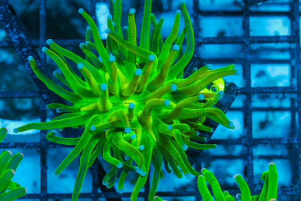 #wholesale_coral# - #saltwater_fish# #saltwater_coral# - #rare corals# - #coralsdepot# - #Corals_Depot# - #live_corals# - #eye-catching-coral# #quality_marine_fish# -#quality-marine# #discoun
