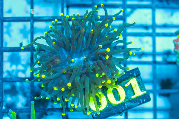 #wholesale_coral# - #saltwater_fish# #saltwater_coral# - #rare corals# - #coralsdepot# - #Corals_Depot# - #live_corals# - #eye-catching-coral# #quality_marine_fish# -#quality-marine# #discoun