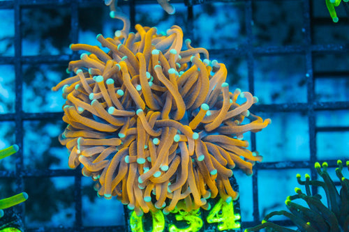 #wholesale_coral# - #saltwater_fish# #saltwater_coral# - #rare corals# - #coralsdepot# - #Corals_Depot# - #live_corals# - #eye-catching-coral# #quality_marine_fish# -#quality-marine# #discoun