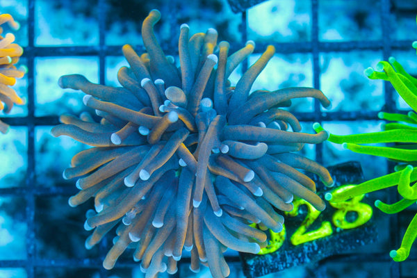 #wholesale_coral# - #saltwater_fish# #saltwater_coral# - #rare corals# - #coralsdepot# - #Corals_Depot# - #live_corals# - #eye-catching-coral# #quality_marine_fish# -#quality-marine# #discoun