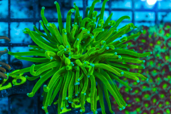 #wholesale_coral# - #saltwater_fish# #saltwater_coral# - #rare corals# - #coralsdepot# - #Corals_Depot# - #live_corals# - #eye-catching-coral# #quality_marine_fish# -#quality-marine# #discoun