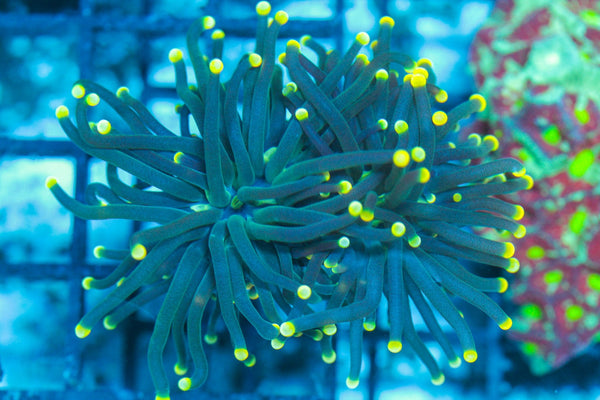 #wholesale_coral# - #saltwater_fish# #saltwater_coral# - #rare corals# - #coralsdepot# - #Corals_Depot# - #live_corals# - #eye-catching-coral# #quality_marine_fish# -#quality-marine# #discoun