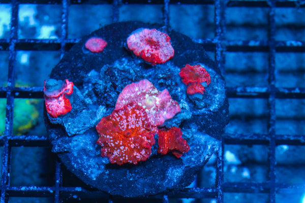 #wholesale_coral# - #saltwater_fish# #saltwater_coral# - #rare corals# - #coralsdepot# - #Corals_Depot# - #live_corals# - #eye-catching-coral# #quality_marine_fish# -#quality-marine# #discoun