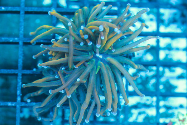 #wholesale_coral# - #saltwater_fish# #saltwater_coral# - #rare corals# - #coralsdepot# - #Corals_Depot# - #live_corals# - #eye-catching-coral# #quality_marine_fish# -#quality-marine# #discoun