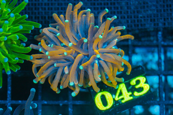 #wholesale_coral# - #saltwater_fish# #saltwater_coral# - #rare corals# - #coralsdepot# - #Corals_Depot# - #live_corals# - #eye-catching-coral# #quality_marine_fish# -#quality-marine# #discoun