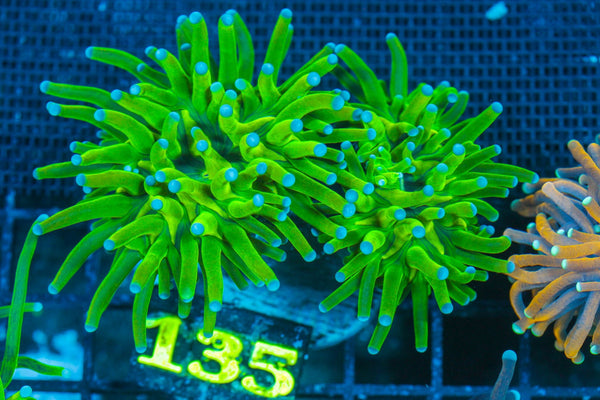 #wholesale_coral# - #saltwater_fish# #saltwater_coral# - #rare corals# - #coralsdepot# - #Corals_Depot# - #live_corals# - #eye-catching-coral# #quality_marine_fish# -#quality-marine# #discoun