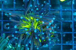 #wholesale_coral# - #saltwater_fish# #saltwater_coral# - #rare corals# - #coralsdepot# - #Corals_Depot# - #live_corals# - #eye-catching-coral# #quality_marine_fish# -#quality-marine# #discoun