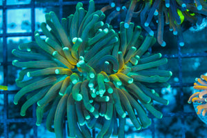 #wholesale_coral# - #saltwater_fish# #saltwater_coral# - #rare corals# - #coralsdepot# - #Corals_Depot# - #live_corals# - #eye-catching-coral# #quality_marine_fish# -#quality-marine# #discoun
