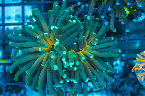 #wholesale_coral# - #saltwater_fish# #saltwater_coral# - #rare corals# - #coralsdepot# - #Corals_Depot# - #live_corals# - #eye-catching-coral# #quality_marine_fish# -#quality-marine# #discoun