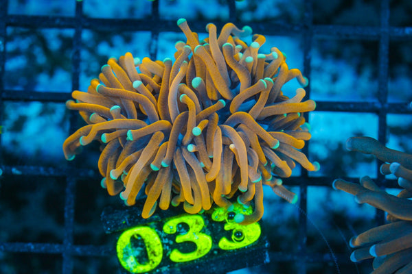#wholesale_coral# - #saltwater_fish# #saltwater_coral# - #rare corals# - #coralsdepot# - #Corals_Depot# - #live_corals# - #eye-catching-coral# #quality_marine_fish# -#quality-marine# #discoun