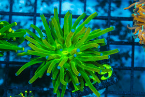 #wholesale_coral# - #saltwater_fish# #saltwater_coral# - #rare corals# - #coralsdepot# - #Corals_Depot# - #live_corals# - #eye-catching-coral# #quality_marine_fish# -#quality-marine# #discoun