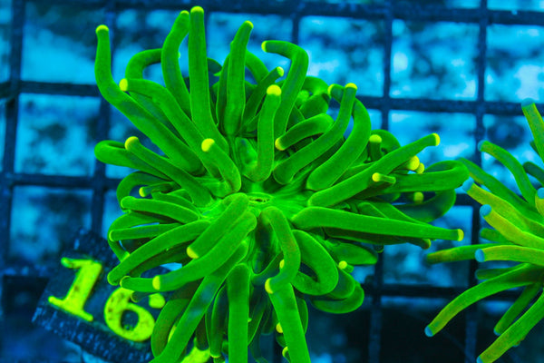 #wholesale_coral# - #saltwater_fish# #saltwater_coral# - #rare corals# - #coralsdepot# - #Corals_Depot# - #live_corals# - #eye-catching-coral# #quality_marine_fish# -#quality-marine# #discoun