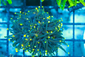#wholesale_coral# - #saltwater_fish# #saltwater_coral# - #rare corals# - #coralsdepot# - #Corals_Depot# - #live_corals# - #eye-catching-coral# #quality_marine_fish# -#quality-marine# #discoun