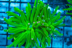 #wholesale_coral# - #saltwater_fish# #saltwater_coral# - #rare corals# - #coralsdepot# - #Corals_Depot# - #live_corals# - #eye-catching-coral# #quality_marine_fish# -#quality-marine# #discoun