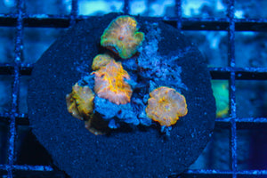 #wholesale_coral# - #saltwater_fish# #saltwater_coral# - #rare corals# - #coralsdepot# - #Corals_Depot# - #live_corals# - #eye-catching-coral# #quality_marine_fish# -#quality-marine# #discoun
