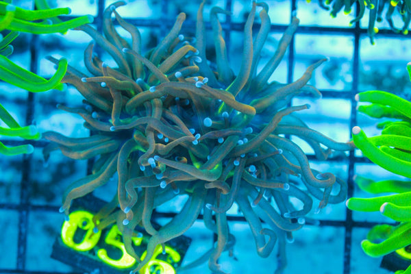 #wholesale_coral# - #saltwater_fish# #saltwater_coral# - #rare corals# - #coralsdepot# - #Corals_Depot# - #live_corals# - #eye-catching-coral# #quality_marine_fish# -#quality-marine# #discoun