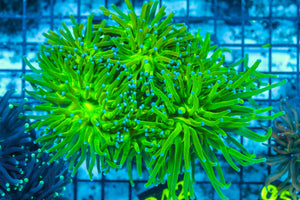 #wholesale_coral# - #saltwater_fish# #saltwater_coral# - #rare corals# - #coralsdepot# - #Corals_Depot# - #live_corals# - #eye-catching-coral# #quality_marine_fish# -#quality-marine# #discoun