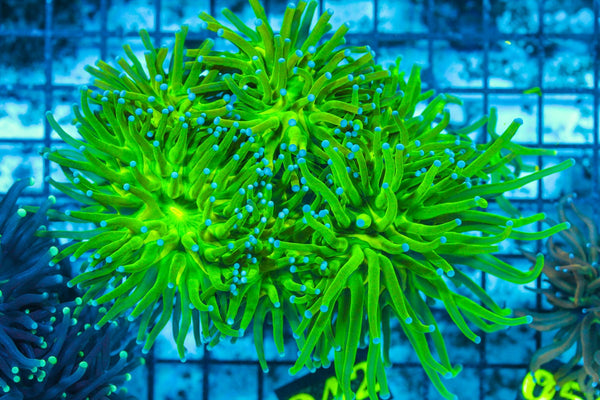#wholesale_coral# - #saltwater_fish# #saltwater_coral# - #rare corals# - #coralsdepot# - #Corals_Depot# - #live_corals# - #eye-catching-coral# #quality_marine_fish# -#quality-marine# #discoun