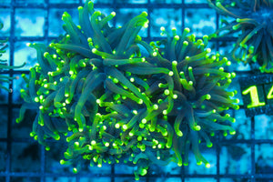 #wholesale_coral# - #saltwater_fish# #saltwater_coral# - #rare corals# - #coralsdepot# - #Corals_Depot# - #live_corals# - #eye-catching-coral# #quality_marine_fish# -#quality-marine# #discoun