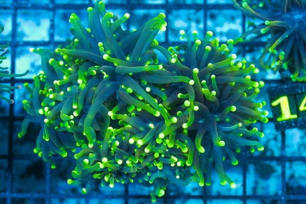 #wholesale_coral# - #saltwater_fish# #saltwater_coral# - #rare corals# - #coralsdepot# - #Corals_Depot# - #live_corals# - #eye-catching-coral# #quality_marine_fish# -#quality-marine# #discoun