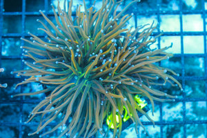#wholesale_coral# - #saltwater_fish# #saltwater_coral# - #rare corals# - #coralsdepot# - #Corals_Depot# - #live_corals# - #eye-catching-coral# #quality_marine_fish# -#quality-marine# #discoun