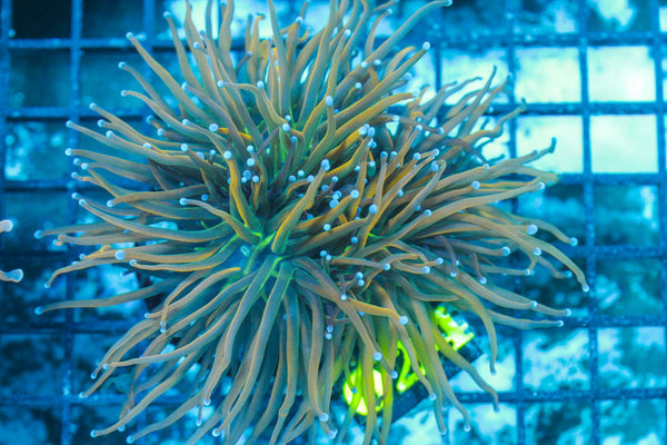 #wholesale_coral# - #saltwater_fish# #saltwater_coral# - #rare corals# - #coralsdepot# - #Corals_Depot# - #live_corals# - #eye-catching-coral# #quality_marine_fish# -#quality-marine# #discoun