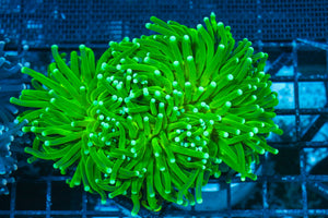 #wholesale_coral# - #saltwater_fish# #saltwater_coral# - #rare corals# - #coralsdepot# - #Corals_Depot# - #live_corals# - #eye-catching-coral# #quality_marine_fish# -#quality-marine# #discoun