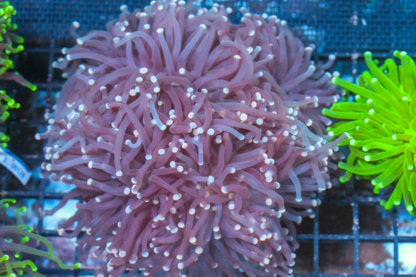 #wholesale_coral# - #saltwater_fish# #saltwater_coral# - #rare corals# - #coralsdepot# - #Corals_Depot# - #live_corals# - #eye-catching-coral# #quality_marine_fish# -#quality-marine# #discoun