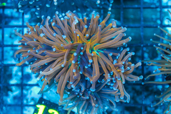 #wholesale_coral# - #saltwater_fish# #saltwater_coral# - #rare corals# - #coralsdepot# - #Corals_Depot# - #live_corals# - #eye-catching-coral# #quality_marine_fish# -#quality-marine# #discoun