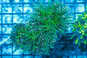 #wholesale_coral# - #saltwater_fish# #saltwater_coral# - #rare corals# - #coralsdepot# - #Corals_Depot# - #live_corals# - #eye-catching-coral# #quality_marine_fish# -#quality-marine# #discoun