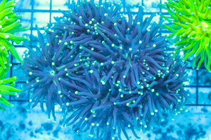 #wholesale_coral# - #saltwater_fish# #saltwater_coral# - #rare corals# - #coralsdepot# - #Corals_Depot# - #live_corals# - #eye-catching-coral# #quality_marine_fish# -#quality-marine# #discoun