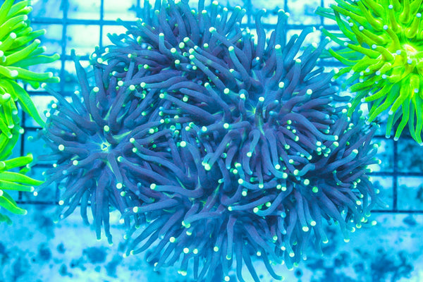 #wholesale_coral# - #saltwater_fish# #saltwater_coral# - #rare corals# - #coralsdepot# - #Corals_Depot# - #live_corals# - #eye-catching-coral# #quality_marine_fish# -#quality-marine# #discoun