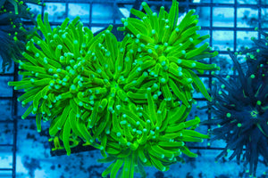 #wholesale_coral# - #saltwater_fish# #saltwater_coral# - #rare corals# - #coralsdepot# - #Corals_Depot# - #live_corals# - #eye-catching-coral# #quality_marine_fish# -#quality-marine# #discoun