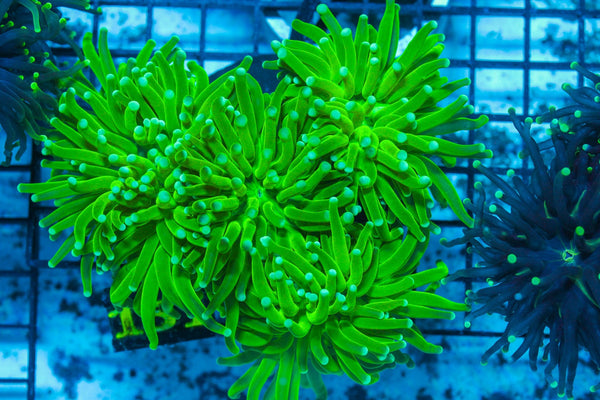 #wholesale_coral# - #saltwater_fish# #saltwater_coral# - #rare corals# - #coralsdepot# - #Corals_Depot# - #live_corals# - #eye-catching-coral# #quality_marine_fish# -#quality-marine# #discoun