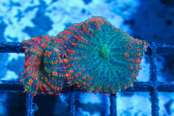 #wholesale_coral# - #saltwater_fish# #saltwater_coral# - #rare corals# - #coralsdepot# - #Corals_Depot# - #live_corals# - #eye-catching-coral# #quality_marine_fish# -#quality-marine# #discoun