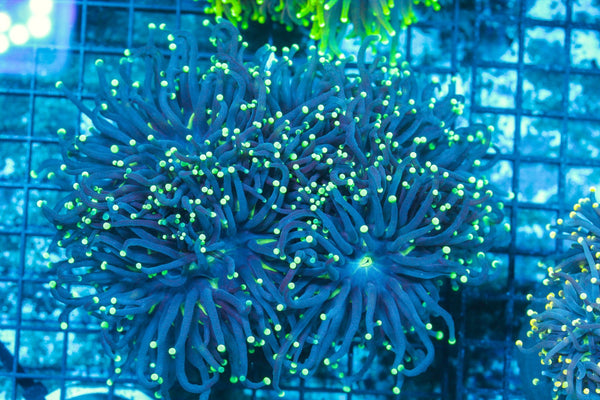 #wholesale_coral# - #saltwater_fish# #saltwater_coral# - #rare corals# - #coralsdepot# - #Corals_Depot# - #live_corals# - #eye-catching-coral# #quality_marine_fish# -#quality-marine# #discoun