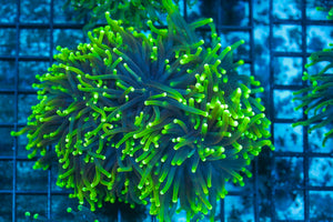 #wholesale_coral# - #saltwater_fish# #saltwater_coral# - #rare corals# - #coralsdepot# - #Corals_Depot# - #live_corals# - #eye-catching-coral# #quality_marine_fish# -#quality-marine# #discoun