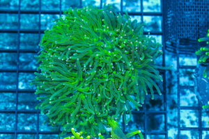 #wholesale_coral# - #saltwater_fish# #saltwater_coral# - #rare corals# - #coralsdepot# - #Corals_Depot# - #live_corals# - #eye-catching-coral# #quality_marine_fish# -#quality-marine# #discoun
