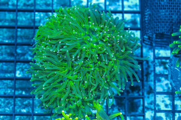 #wholesale_coral# - #saltwater_fish# #saltwater_coral# - #rare corals# - #coralsdepot# - #Corals_Depot# - #live_corals# - #eye-catching-coral# #quality_marine_fish# -#quality-marine# #discoun